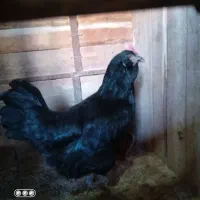 مرغ محلی درشت