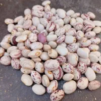 حبوبات و خشک بار انواع لوبیا