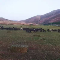 کارگر  دامداری