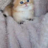 بچه گربه اسکاتیش