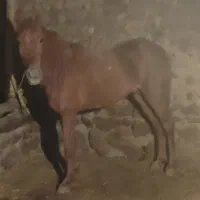 اسب کورد۴ساله|اسب و تجهیزات اسبسواری|اهر, |دیوار