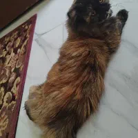 گربه های زیبا|گربه|رشت, کوی فکوری|دیوار