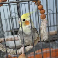 عروس هلندی سخن گو