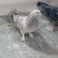 درود خدمت همه عشق بازها