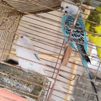 4عددمرغ عشق|پرنده|نقده, |دیوار