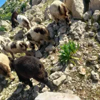 پنچ عددبره شیر خور سبک وزن