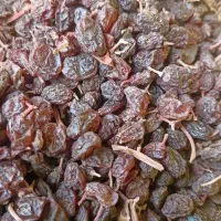 کشمش بیدانه افتابی