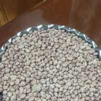 لوبیا چیتی تازه امساله