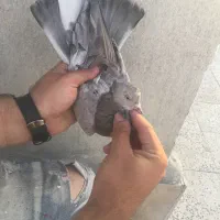 کفتر