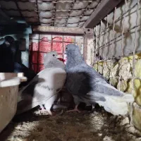 دمسفید|پرنده|نگین شهر, |دیوار