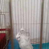 پرنده عروس هلندی