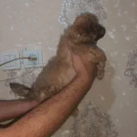 توله سگ نژاد تری یر.جنسیت نر|سگ|بندر انزلی, بشمن|دیوار