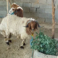 بره یک ونیم ساله چاق سرحال درس خون زرنگ|حیوانات مزرعه|کرخه, |دیوار