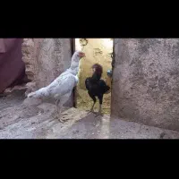 تخم نطفه دار لاری|حیوانات مزرعه|مشهد, عباس‌آباد|دیوار