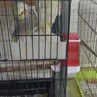 عروس هلندی با جوجه|پرنده|پاکدشت, پاکدشت (مامازند)|دیوار