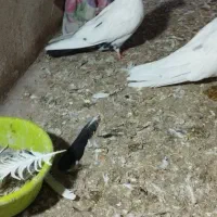 کبوتر|پرنده|میانه, |دیوار