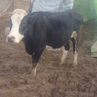 فروش گاو|حیوانات مزرعه|جلفا, |دیوار