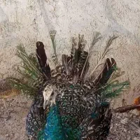 طاووس چهار ماهه معاویه با گرینچیک وشاه طوطی|پرنده|گرگان, |دیوار
