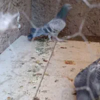 کبوتر بدرنگ پر پا نر