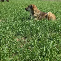 سگ گله|سگ|جغتای, |دیوار