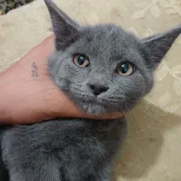 گربهمیکساسکاتیش