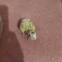 جوجه عروس هلندی سرلاکی|پرنده|گلمکان, |دیوار