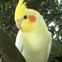 دو عدد عروس هلندی نجاد لوتی نو|پرنده|رامسر, |دیوار