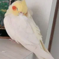 فروش عروس هلندی|پرنده|رضوانشهر, |دیوار