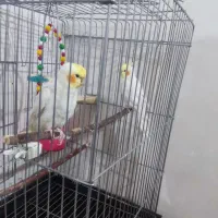 دو تا عروس هلندی سخنگو