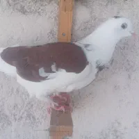 کبوتر صید