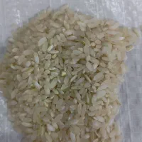 فروش عمده برنج درجه یک اصل کامفیروز|خوردنی و آشامیدنی|شیراز, شریف‌آباد|دیوار