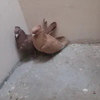 یک جفت زردوسرخ کاکولی دروشت