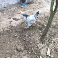 برهما لایت نیمچه