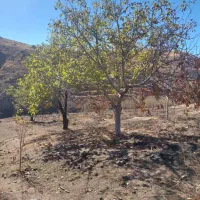 زمین کشاورزی قزوین|فروش زمین و ملک کلنگی|کوهین, |دیوار