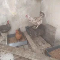 مرغ محلی اصل تخم گذار