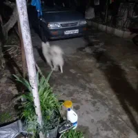 سگ سامویید|سگ|کلاچای, |دیوار