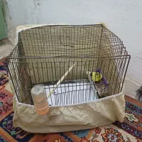 قناری نر  با قفس مفت|پرنده|شاهین‌شهر, گزبرخوار|دیوار