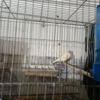 قناری ماده موزاویکی آماده