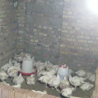 مرغ گوشتی|حیوانات مزرعه|مینودشت, |دیوار