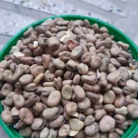 باقلا درجه ا