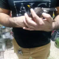 مینا بازی گوش|پرنده|کرمانشاه, |دیوار