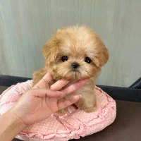 پودل مالتیز عروسکی مالتیپو