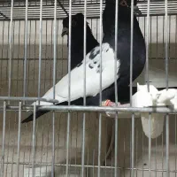 کفتر ۲۰۰|پرنده|مشکین‌دشت, |دیوار