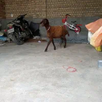 بره نرو ماده