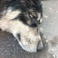 سگ هاسکی
