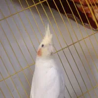 پرنده عروس هلندی