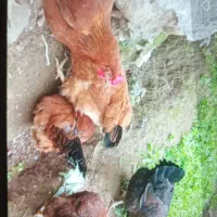 مرغ وخروس محلی ارگانیک|حیوانات مزرعه|لنگرود, |دیوار