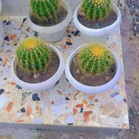 گل کاکتوس اچینو