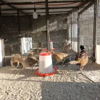 فروش مرغ و خروس آمریکایی