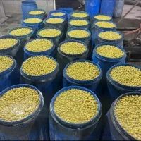 زیتون کنسروی